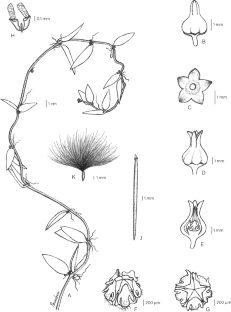 Dischidia thongphaphumensis (Apocynaceae: Asclepiadoideae), a new species from western Thailand