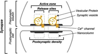 Sensitivity of subcellular components of neuromuscular junctions to decreased neuromuscular activity.