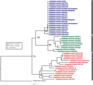 A widespread commensal loses its identity: suggested taxonomic revision for Indotyphlops braminus (Scolecophidia: Typhlopidae) based on molecular data