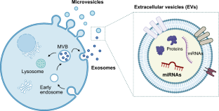 The Detection of Urinary Exosomal miRNAs for Cancer Diagnostics and Prognostics