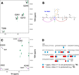 NMR detection and conformational dependence of two, three, and four-bond isotope shifts due to deuteration of backbone amides