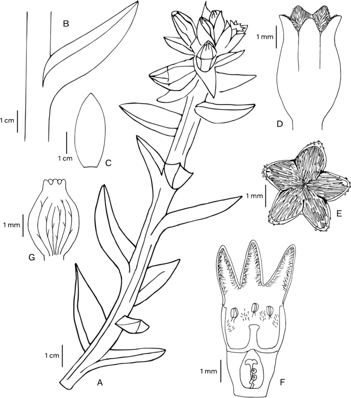 Thesium schmiedeliae (Santalaceae), a new species from Knersvlakte quartz fields, South Africa