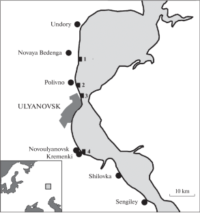 Gastropods of the Genus Sulcoactaeon Cossmann from the Barremian and Hauterivian of the Ulyanovsk Volga Region, Russia