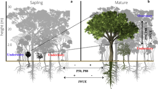 Tree hydrological niche acclimation through ontogeny in a seasonal Amazon forest