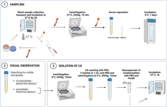 Insights into the immunological description of cryoglobulins with regard to detection and characterization in Slovenian rheumatological patients.