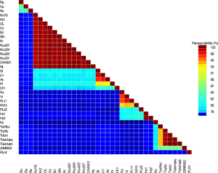 Phylogenetic and population genetic analyses of plantago asiatica mosaic virus isolates reveal intraspecific diversification