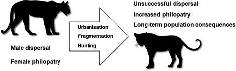 A review of philopatry and dispersal in felids living in an anthropised world