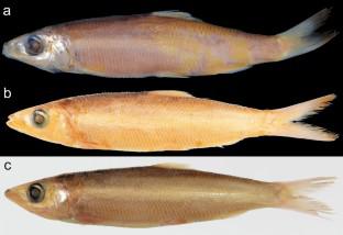 A new species of rainbow sardine, Dussumieria chimaera (Clupeiformes: Dussumieriidae) from Fiji