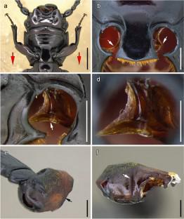 Morphology and phylogenetic significance of a newly discovered sound production mechanism in Passandridae (Coleoptera: Cucujoidea)