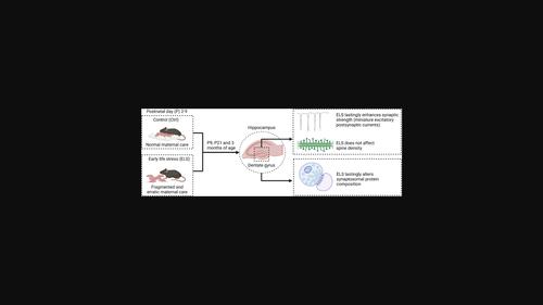 Early life stress lastingly alters the function and AMPA-receptor composition of glutamatergic synapses in the hippocampus of male mice