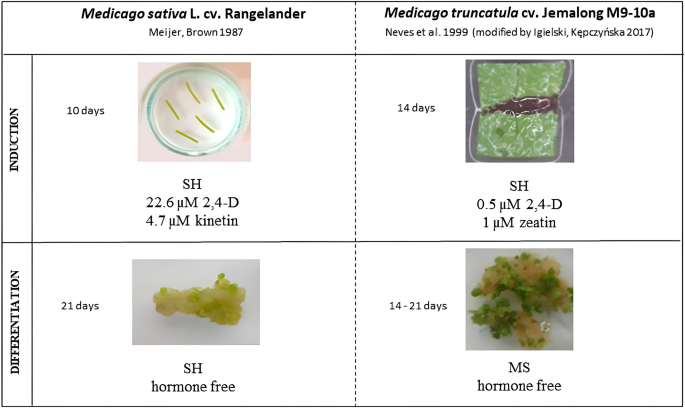 Hormonal regulation of somatic embryogenesis in Medicago spp.