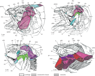 Muscle Complexes in the Jaw Apparatus of Teleost Fishes: Structure and Function