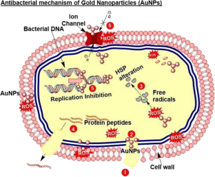 Microbial-mediated synthesis of gold nanoparticles—current insights and future vistas