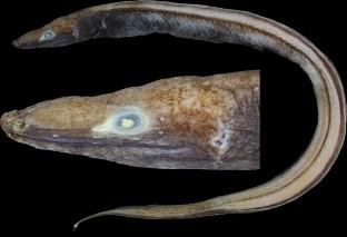 Ilyophis singularis (Synaphobranchidae; Ilyophinae), a new deep-sea eel from the South China Sea