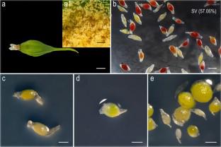 In vitro rapid propagation technology system of Dendrobium moniliforme (L.) Sw., a threatened orchid species in China