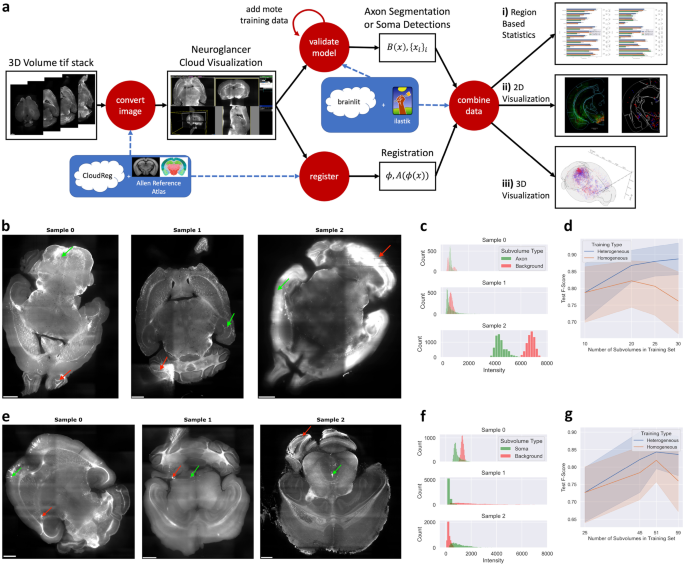 BrainLine: An Open Pipeline for Connectivity Analysis of Heterogeneous Whole-Brain Fluorescence Volumes.