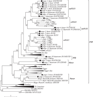 Pogo DNA Transposons in the Genomes of the Aurelia Genus Jellyfish