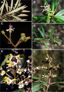 Taxonomic studies in the Miconieae (Melastomataceae): XV. Revision of Miconia sect. Menendezia