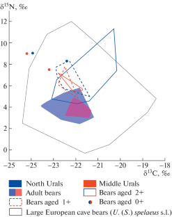 Content of <sup>13</sup>С and <sup>15</sup>N Isotopes in Bone Collagen of Geographical, Age, and Sex Groups of the Ural Cave Bear (Mammalia, Carnivora, Ursidae, Ursus (Spelaearctos) kanivetz Verestchagin, 1973).