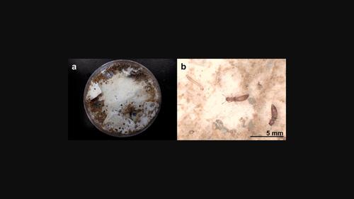 Establishment of a laboratory-rearing technique for the rove beetle Anotylus amicus (Coleoptera: Staphylinidae) with investigations of its life cycle, behavior and morphological variations