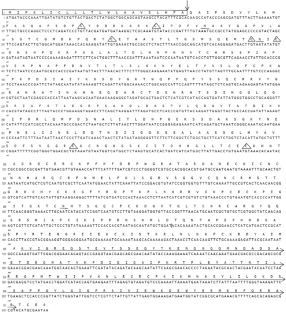 Identification, molecular characterization, and in silico structural analysis of larval salivary glands Netrin-A as a potent biomarker from Lucilia sericata (Diptera: Calliphoridae).