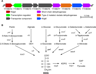 A functionally uncharacterized type-2 malate/L-lactate dehydrogenase family protein from Thermus thermophilus HB8 catalyzes stereospecific reduction of 2-keto-3-deoxy-D-gluconate.