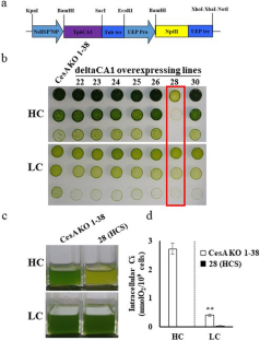 Isolation and characterization of high-CO2 sensitive Nannochloropsis salina mutant