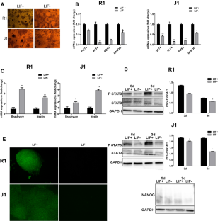 Increased expression of 6-phosphofructo-2-kinase/fructose 2,6-bisphosphatase-3 is required for growth of mouse embryonic stem cells that are undergoing differentiation.