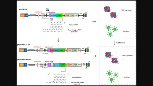 Reducing the transcriptional read-through rate of a lentiviral vector for β-thalassemia gene therapy