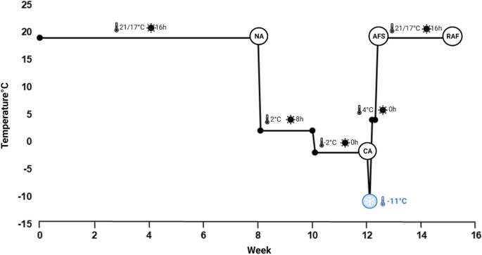 Metabolic and genetic responses to simulated overwintering conditions of alfalfa-rhizobia associations contrasted in their freezing tolerance