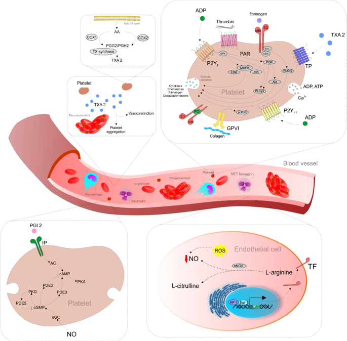 Antithrombotic and antiplatelet effects of plant-derived compounds: a great utility potential for primary, secondary, and tertiary care in the framework of 3P medicine.