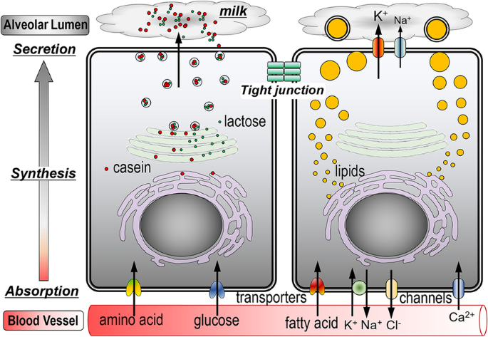 Culture Models to Investigate Mechanisms of Milk Production and Blood-Milk Barrier in Mammary Epithelial Cells: a Review and a Protocol.