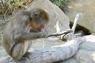 Measuring short-term changes in stress-associated salivary analytes in free-ranging Japanese macaques (Macaca fuscata).