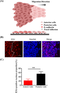 Ras-ERK1/2-YAP axis mediates posterior cell proliferation in cancer cell clusters