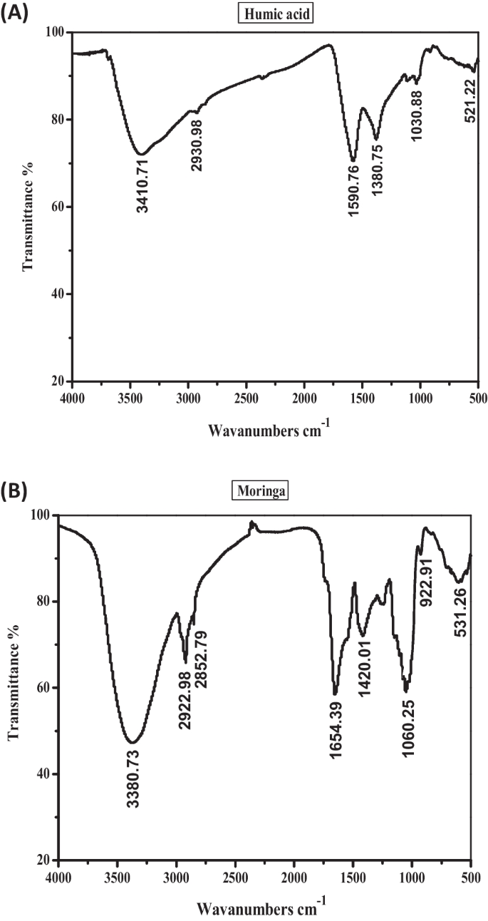 The Impact of Humic Acid and Moringa Treatments on Enhancing Arsenic Tolerance in Broccoli Plants: Modulation of Sulphur Components and Enzymatic Antioxidant Defense