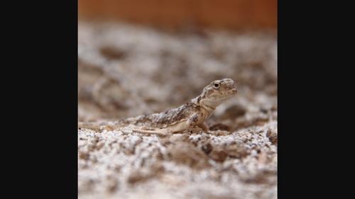 Comparative analyses of micro- and macro-scale surface structures in the convergent evolution of rain-harvesting behaviour in lizards