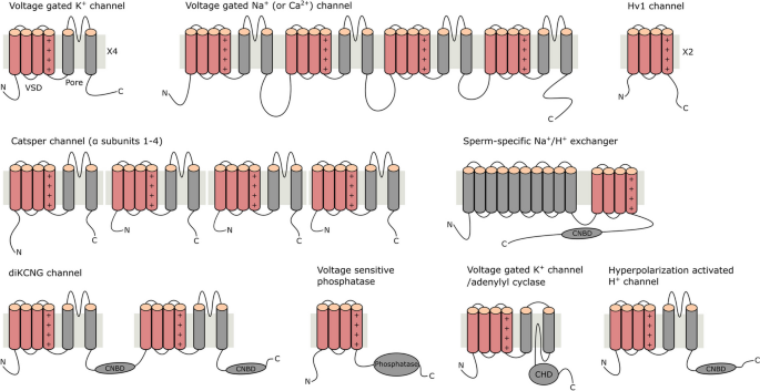 Ion currents through the voltage sensor domain of distinct families of proteins