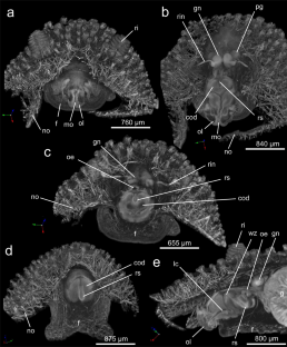 Formation of buccal armature of Cadlina laevis (Linnaeus, 1767) (Nudibranchia, Gastropoda)