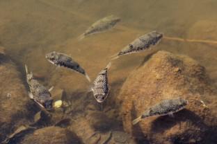 Unusual aggregations of pufferfish at cleaning stations of an estuarine cleaner fish