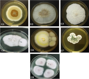 Insights into the diversity of Amynthas morissi earthworm gut associated fungal community and their abilities to assimilate raw humus