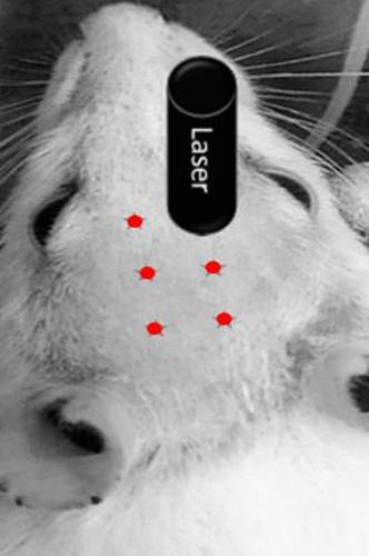 Transcranial photobiomodulation ameliorates midbrain and striatum neurochemical impairments and behavioral deficits in reserpine-induced parkinsonism in rats.