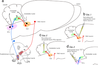 Cerebellar Nuclei Receiving Orofacial Proprioceptive Signals through the Mossy Fiber Pathway from the Supratrigeminal Nucleus in Rats.