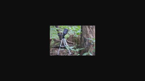 Seeing wildlife behavior in a new way: Novel utilization of computer vision for focal reptile videography behavior study