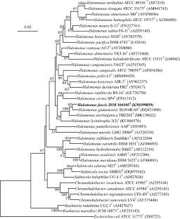 Halomonas faecis sp. nov., a halophilic bacterium isolated from human faeces.