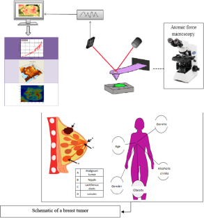 Experimental extraction of Young’s modulus of MCF-7 tissue using atomic force microscopy and the spherical contact models