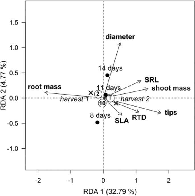 Creating a root architecture model: taprooted or adventitious-rooted Plantago lanceolata