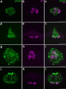 Diversity and evolution of serotonergic cells in taste buds of elasmobranchs and ancestral actinopterygian fish.