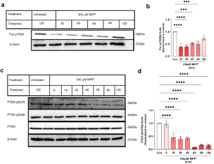 Pharmacological Inhibition of PTEN Rescues Dopaminergic Neurons by Attenuating Apoptotic and Neuroinflammatory Signaling Events.