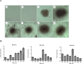 Multifunctional regulation of NADPH oxidase in growth, microsclerotia formation and virulence in Metarhizium rileyi.