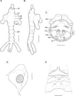 New host and first description of the male of Colobomatus stelliferi Pombo, Turra, Paschoal & Luque, 2015 (Copepoda: Philichthyidae), parasite of Umbrina canosai Berg, 1895 (Actinopterygii: Sciaenidae) off Brazil: improving the taxonomic knowledge pertaining to Colobomatus spp.